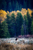 Elk Rut at Oxbow Bend
