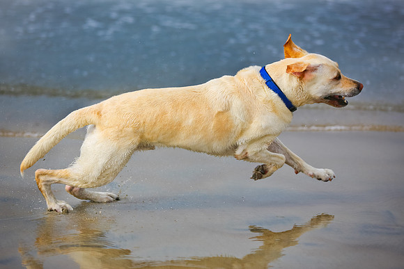 myperfectbeachpet-june2013-005