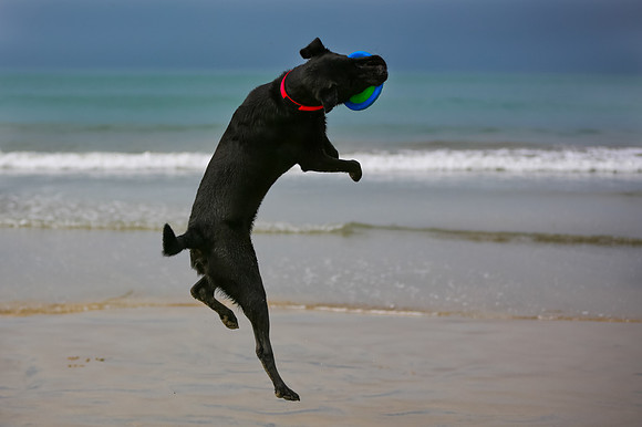 myperfectbeachpet-june2013-004