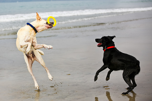 myperfectbeachpet-june2013-020