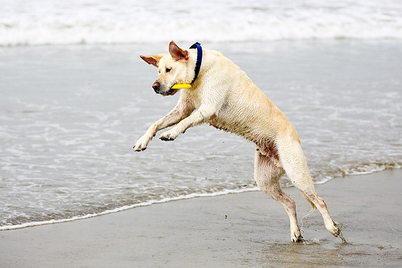 myperfectbeachpet-june2013-030