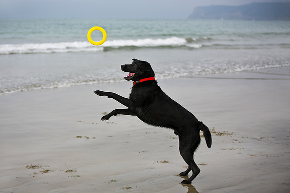 myperfectbeachpet-june2013-031