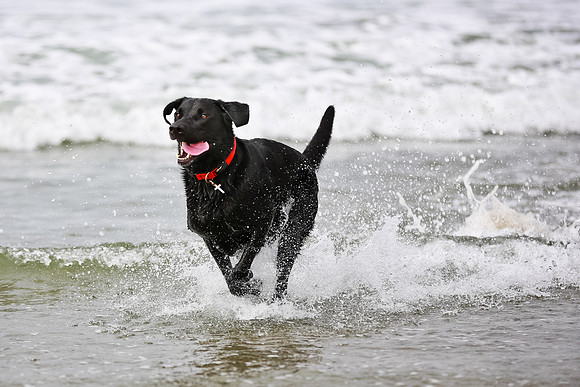 myperfectbeachpet-june2013-024
