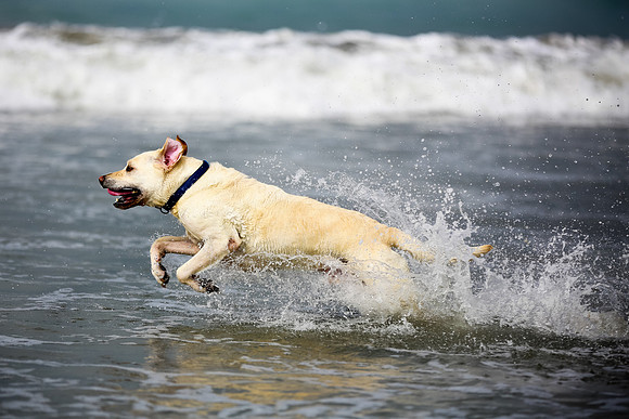 myperfectbeachpet-june2013-015