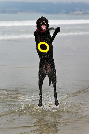 myperfectbeachpet-june2013-017