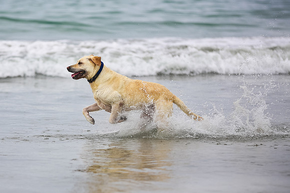 myperfectbeachpet-june2013-034