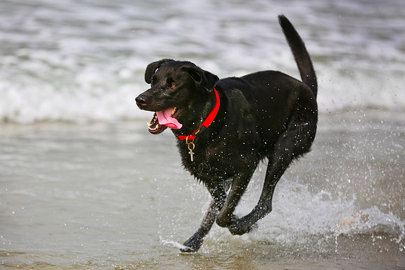 myperfectbeachpet-june2013-010