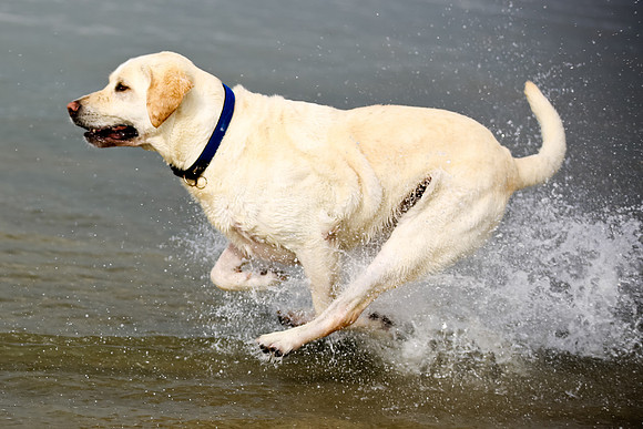 myperfectbeachpet-june2013-008