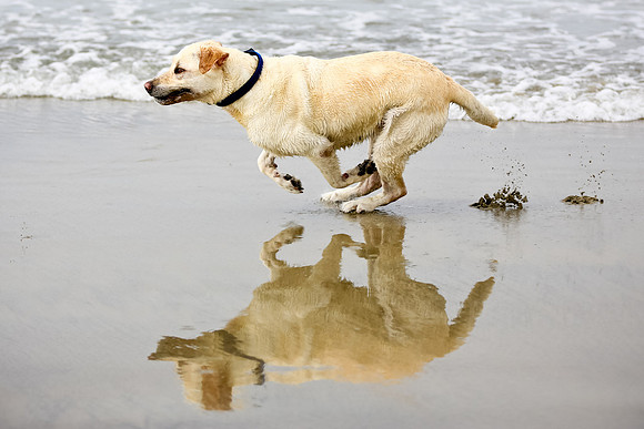 myperfectbeachpet-june2013-029