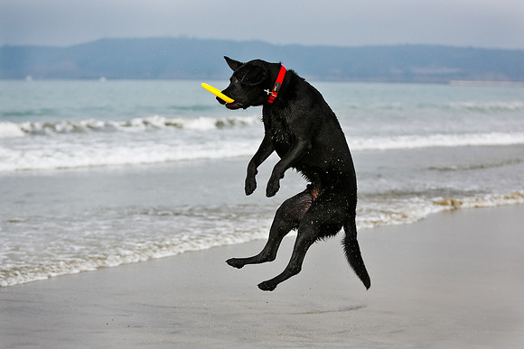 myperfectbeachpet-june2013-019