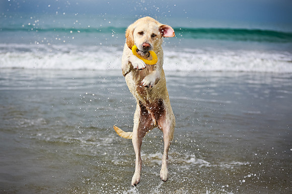 myperfectbeachpet-june2013-023
