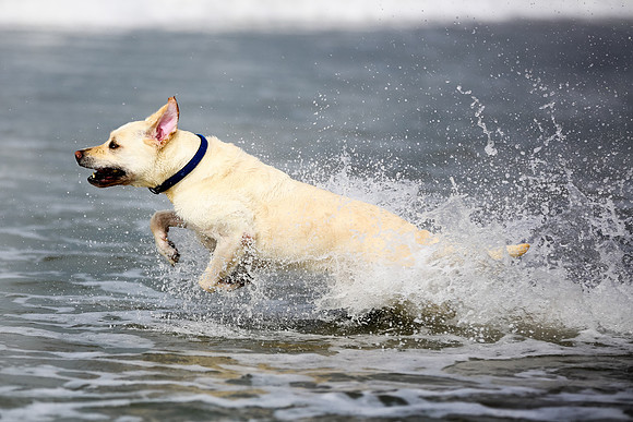 myperfectbeachpet-june2013-014