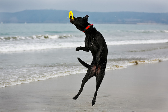 myperfectbeachpet-june2013-018