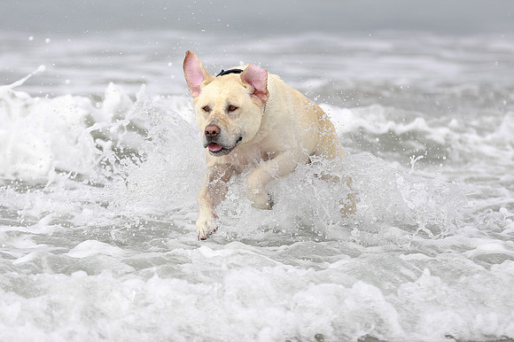 myperfectbeachpet-june2013-025