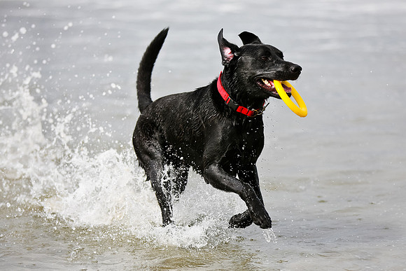 myperfectbeachpet-june2013-021
