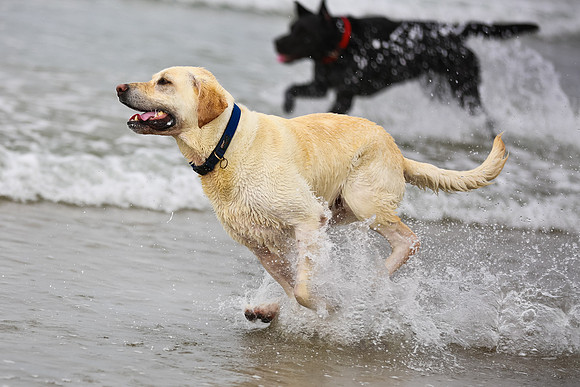 myperfectbeachpet-june2013-033