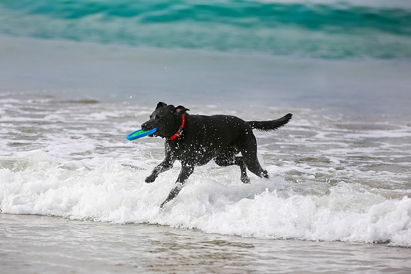 myperfectbeachpet-june2013-006
