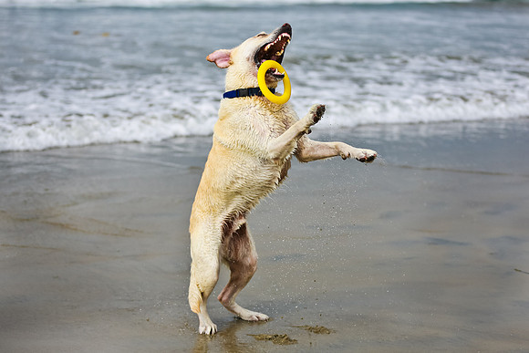 myperfectbeachpet-june2013-022
