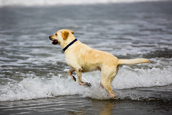 myperfectbeachpet-june2013-016