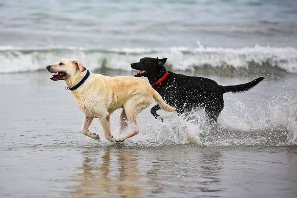 myperfectbeachpet-june2013-035