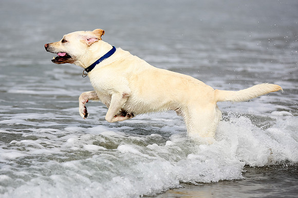 myperfectbeachpet-june2013-013