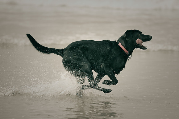 myperfectbeachpet-june2013-002