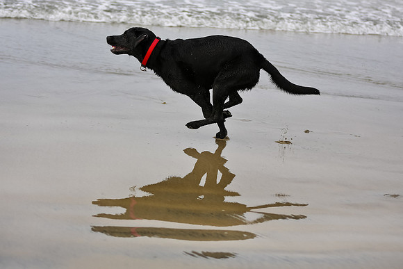 myperfectbeachpet-june2013-032