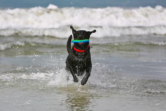 myperfectbeachpet-june2013-007