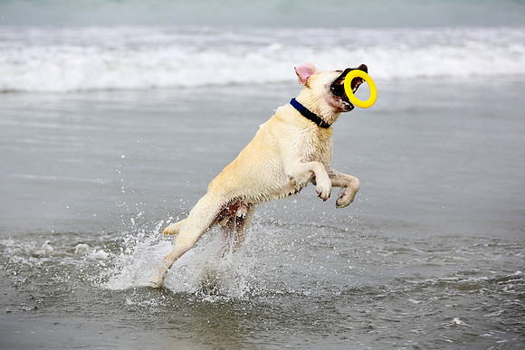 myperfectbeachpet-june2013-028