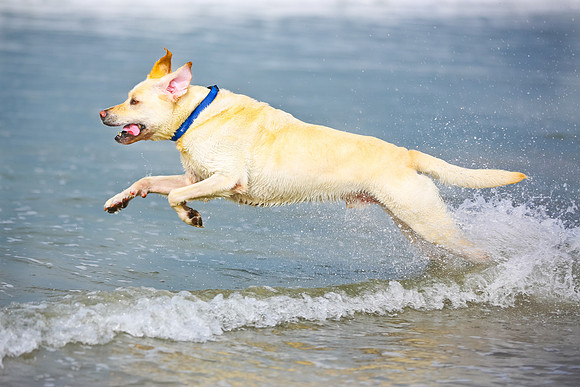 myperfectbeachpet-june2013-011