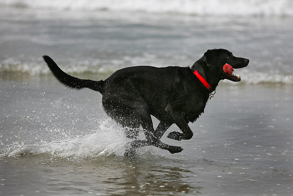 myperfectbeachpet-june2013-001