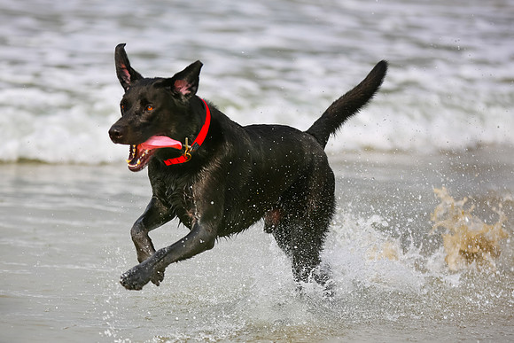 myperfectbeachpet-june2013-009