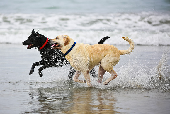 myperfectbeachpet-june2013-036