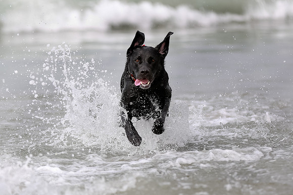 myperfectbeachpet-june2013-026