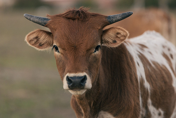 JD-and-longhorns-2