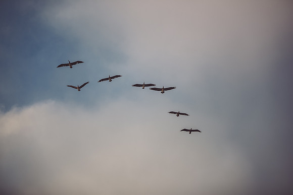 sdpelicans-1