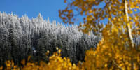 Stubborn Autumn