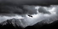 Storm Crow at Kelly