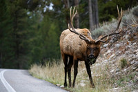 Jake the Elk, Grand Teton National Park