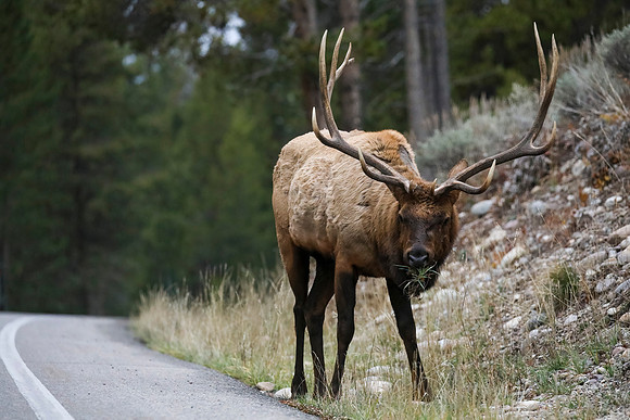 Jake the Elk, Grand Teton National Park